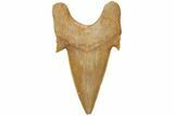 Fossil Shark Tooth (Otodus) - Morocco #211891-1